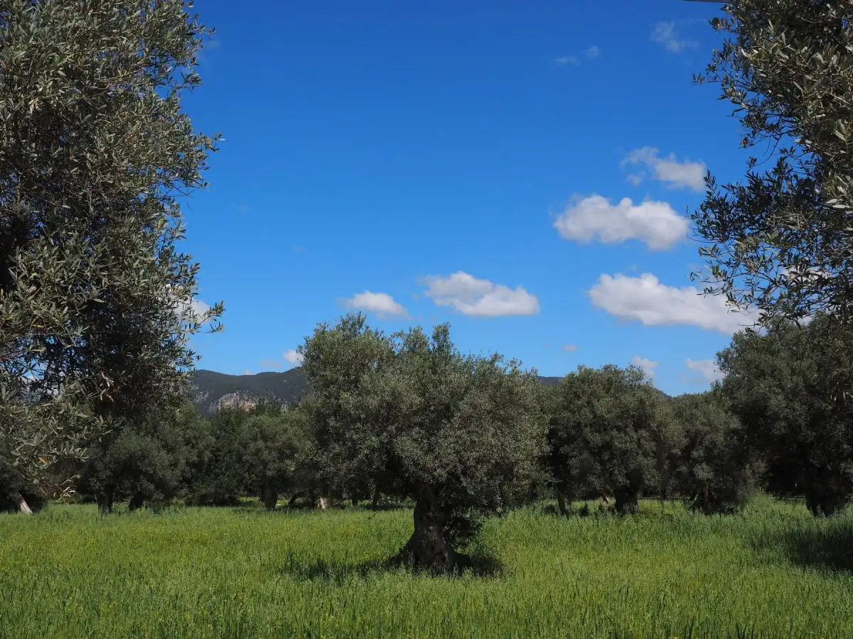 Old olive trees in a green field under a blue sky