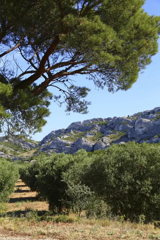 Rows of olive trees with limestone hills behind them